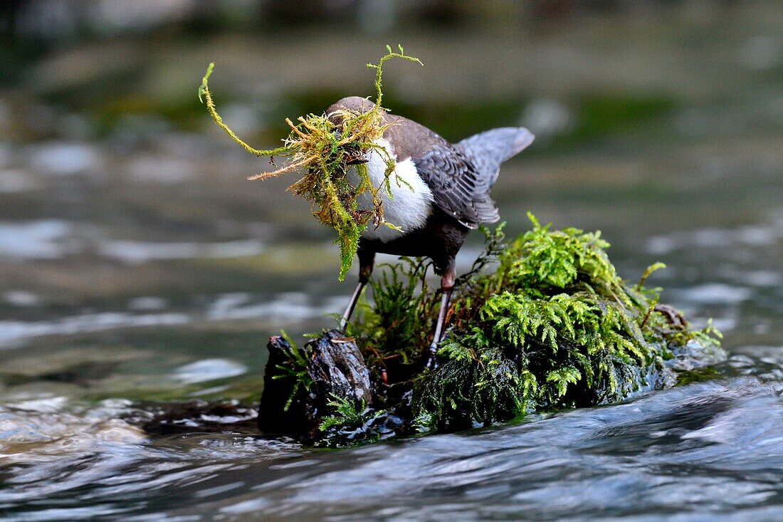 France, Doubs, Creuse Valley, bird, diving Cincle (Cinclus cinclus), nest construction\n