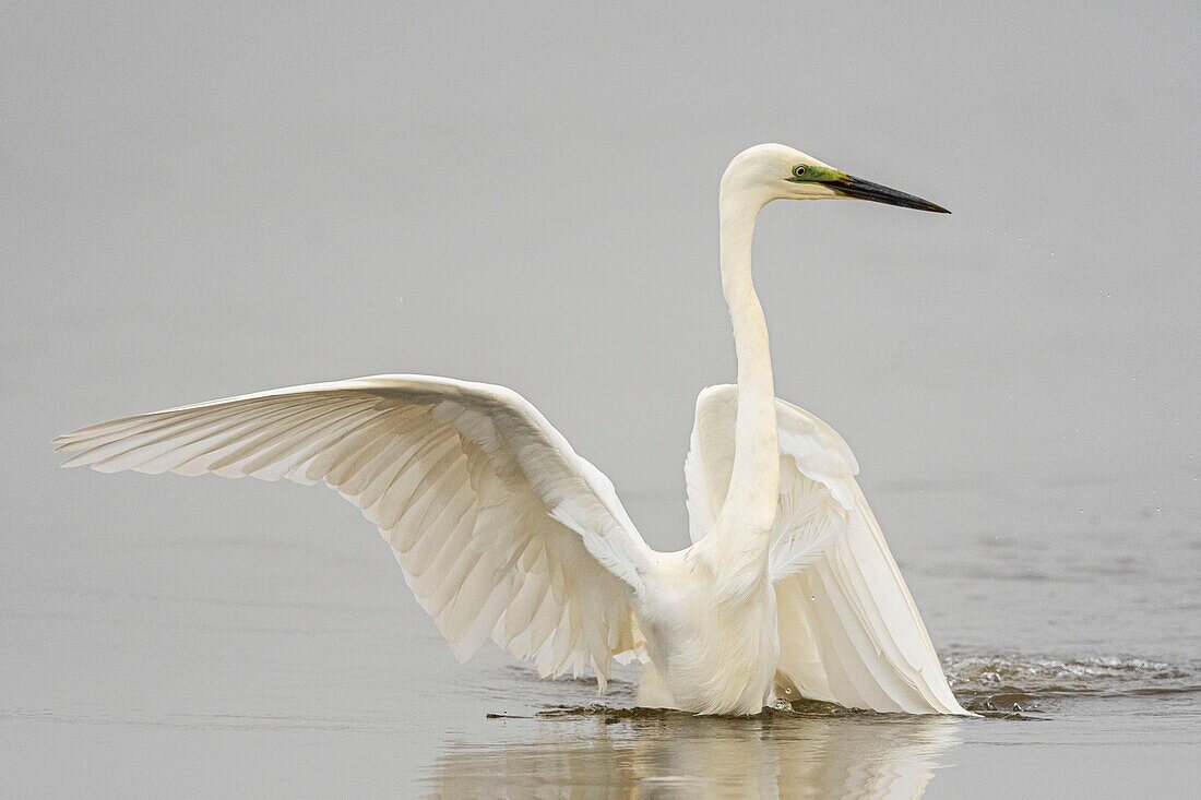 France, Somme, Baie de Somme, Le Crotoy, Crotoy Marsh, Great Egret (Ardea alba - Great Egret) fishing catching a fish\n