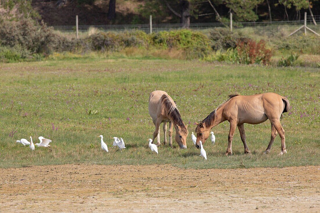 France, Somme, Baie de Somme, Saint Quentin en Tourmont, Natural Reserve of the Baie de Somme, Ornithological Park of Marquenterre, Henson horses\n