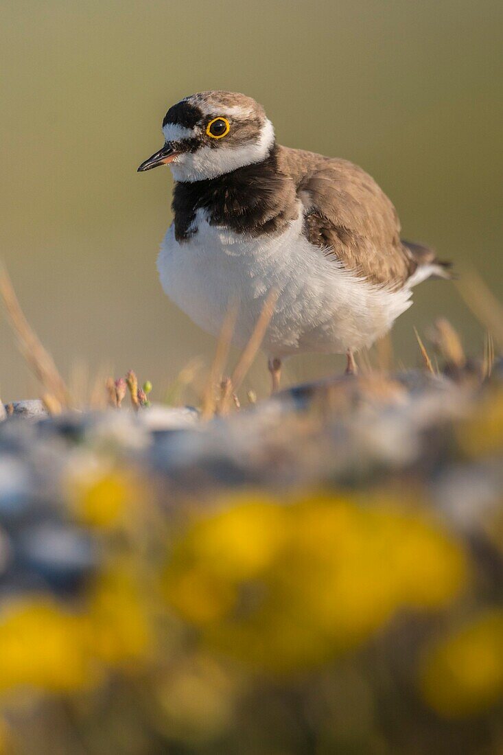 France, Somme, Baie de Somme, Cayeux sur Mer, Hable d'Ault, Little Ringed Plover (Charadrius dubius) in gravelly meadows and pebbles\n