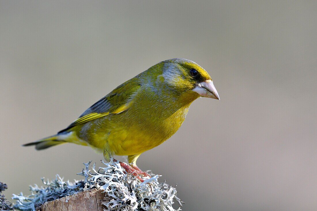 France, Doubs, bird, Greenfinch (Carduelis chloris) perched on a branch of lichens\n