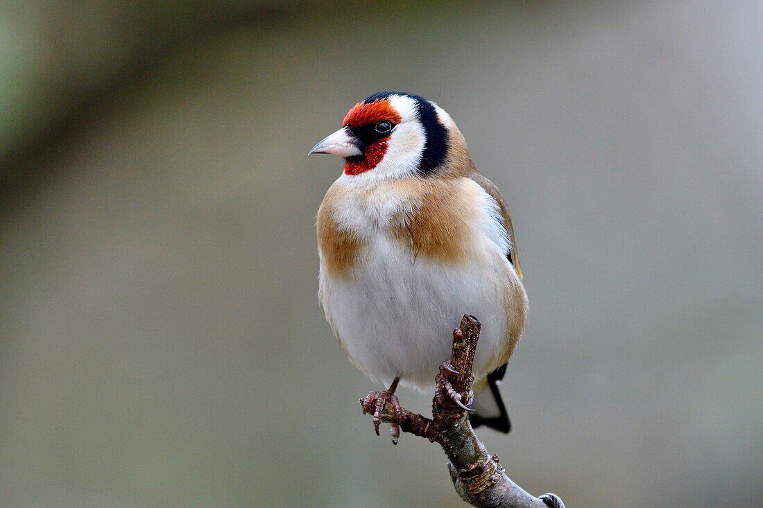 France, Doubs, bird, Goldfinch (Carduelis carduelis)\n