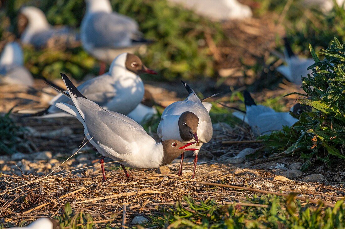 France, Somme, Bay of the Somme, Crotoy Marsh, Le Crotoy, every year a colony of black-headed gulls (Chroicocephalus ridibundus - Black-headed Gull) settles on the islets of the Crotoy marsh to nest and reproduce , here an offering scene where one of the birds regurgitates food for the other\n