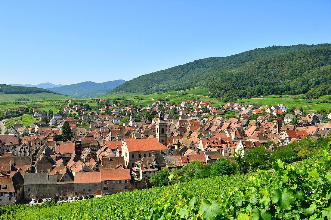 France, Haut Rhin, Alsace Wine Road, Riquewihr village, labelled Les Plus Beaux Villages de France (The Most Beautiful Villages of France) and the vineyard\n