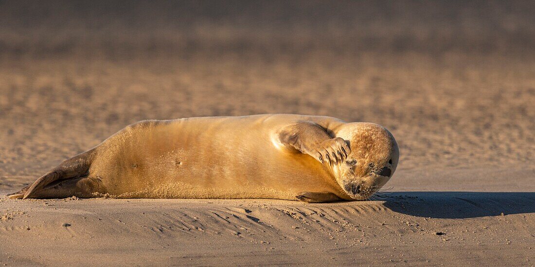 France, Pas de Calais, Opal Coast, Berck sur Mer, common seal (Phoca vitulina), seals are today one of the main tourist attractions of the Somme Bay and the Opal Coast\n