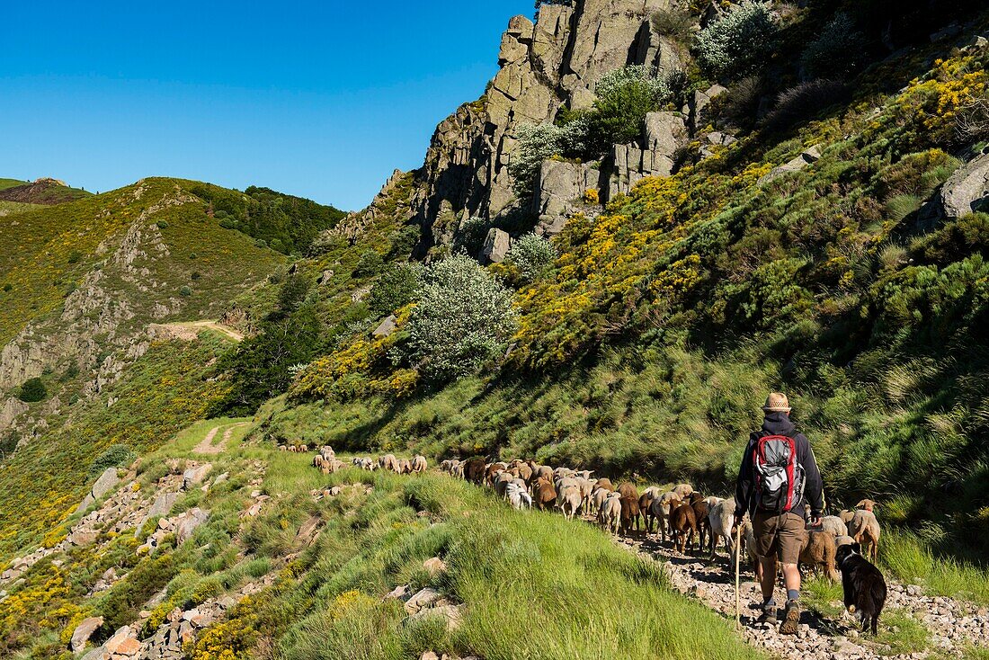 France, Ardeche, parc naturel régional des Monts d'Ardeche (Regional natural reserve of the Mounts of Ardeche), La Souche, transhumance on the Tanargue Massif\n