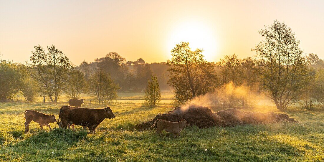 France, Ardennes, Carignan, Limousin cow grazing in front of the pile of smoking manure in the early morning\n