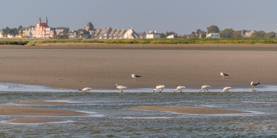 Frankreich, Somme, Somme-Bucht, Saint-Valery-sur-Somme, Kap Hornu, Gruppe von Löfflern (Platalea leucorodia) im Kanal der Somme gegenüber Le Crotoy