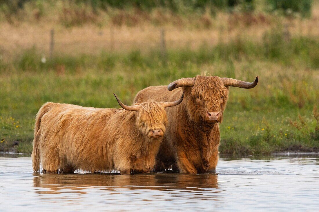 France, Somme, Somme Bay, Crotoy Marsh, Le Crotoy, Highland Cattle (Scottish cow) for marsh maintenance and eco grazing\n