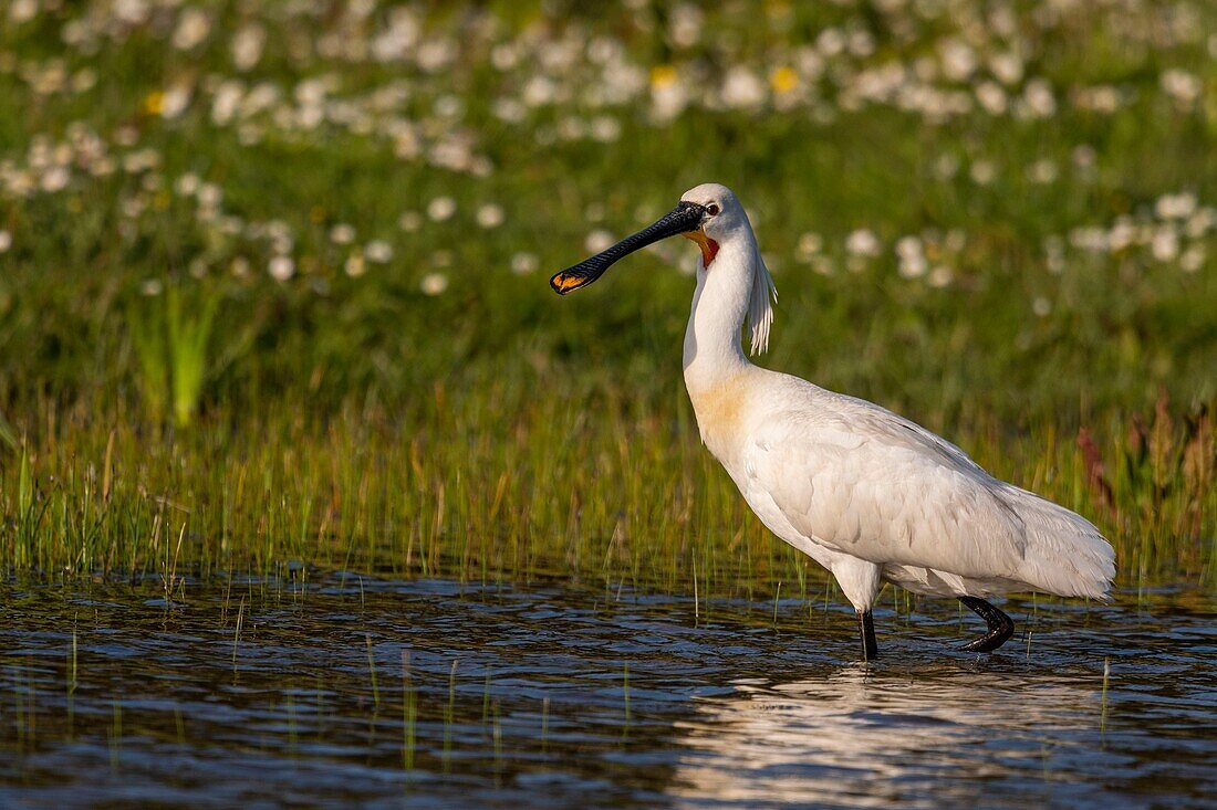 France, Somme, Somme Bay, Natural Reserve of the Somme Bay, Marquenterre Ornithological Park, Saint Quentin en Tourmont, White Spoonbill (Platalea leucorodia Eurasian Spoonbill)\n