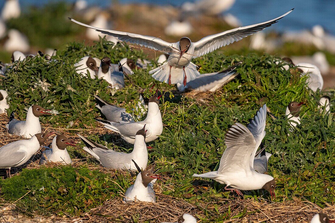 France, Somme, Bay of the Somme, Crotoy Marsh, Le Crotoy, every year a colony of black-headed gulls (Chroicocephalus ridibundus - Black-headed Gull) settles on the islets of the Crotoy marsh to nest and reproduce , the birds carry the branches for the construction of the nest\n