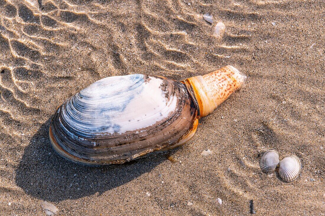 France, Somme, Baie de Somme, Le Hourdel, a clam on the beach, this shell is burying itself in the sand\n