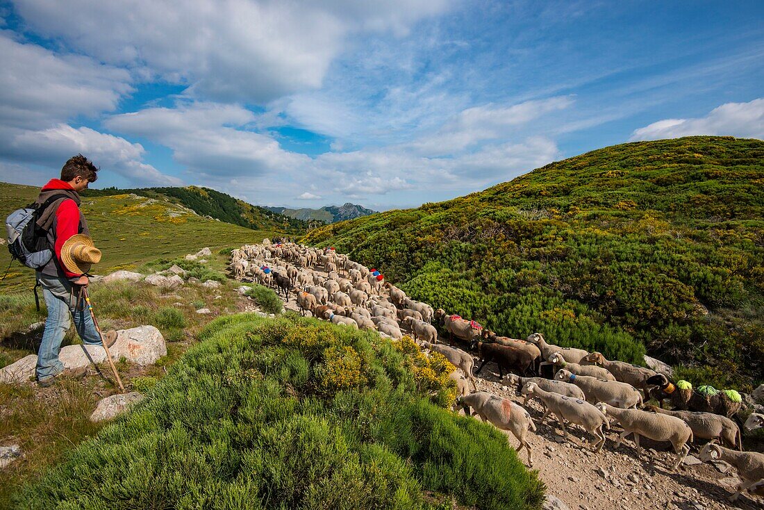 France, Ardeche, parc naturel régional des Monts d'Ardeche (Regional natural reserve of the Mounts of Ardeche), La Souche, transhumance on the Tanargue Massif\n