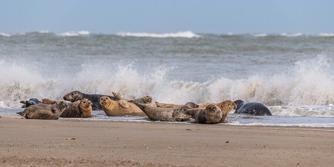 France, Somme, Somme Bay, Le Hourdel, The Hourdel seal colony on the sandbank while strong waves come to flood them\n