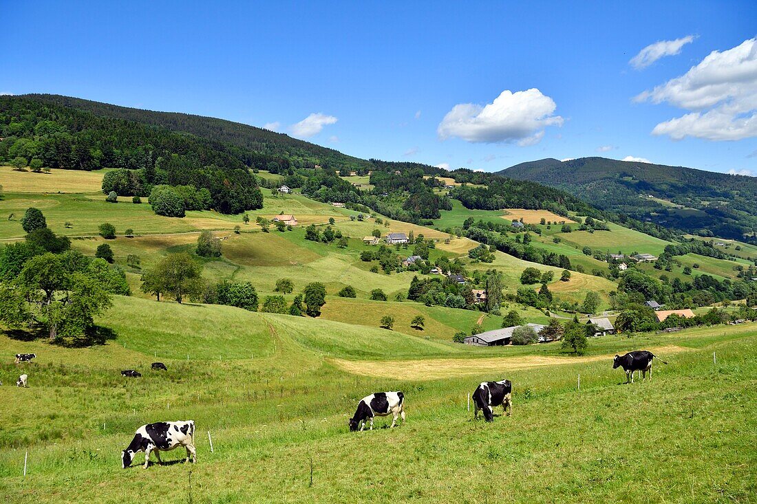 France, Haut Rhin, Val of Orbey, Vosges mountains with Brézouard (1229m), Grand-Roche (1105m)\n