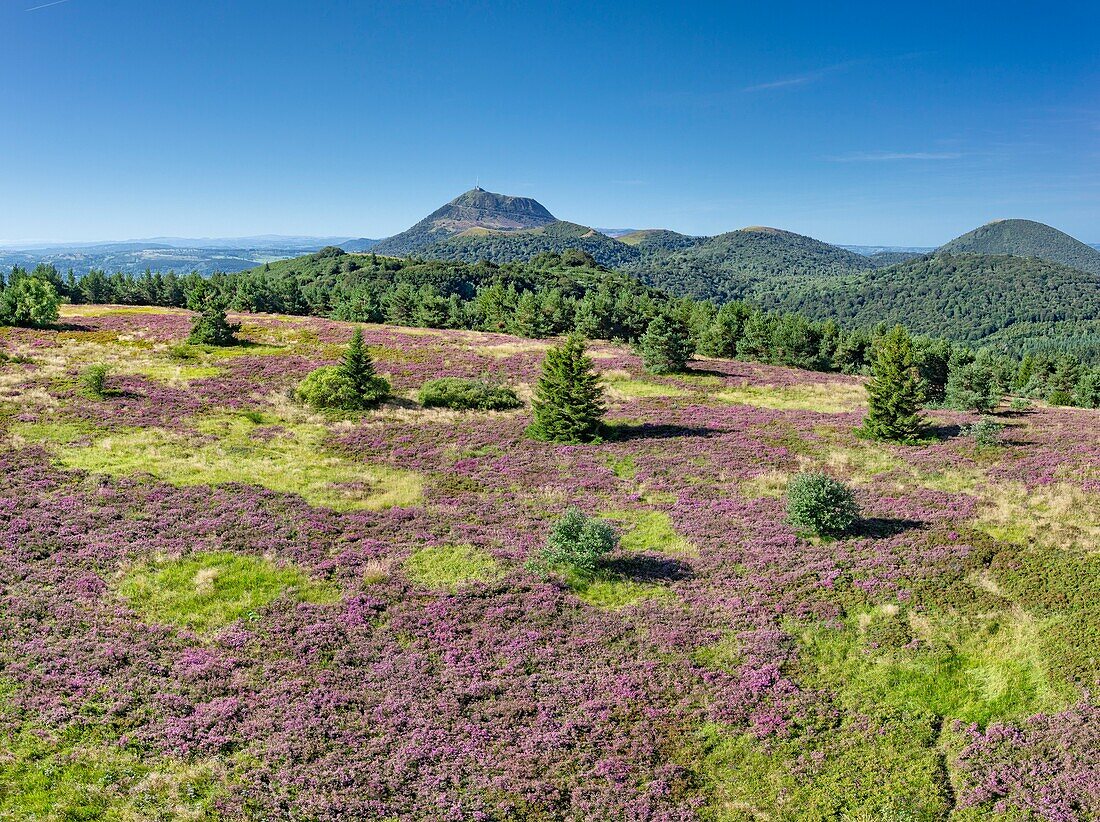 Frankreich, Puy de Dome, Regionaler Naturpark der Vulkane der Auvergne, Chaine des Puys, Orcines, der mit Heidekraut bedeckte Gipfel des Vulkans Grand Sarcoui, im Hintergrund der Vulkan Puy de Dome (Luftaufnahme)