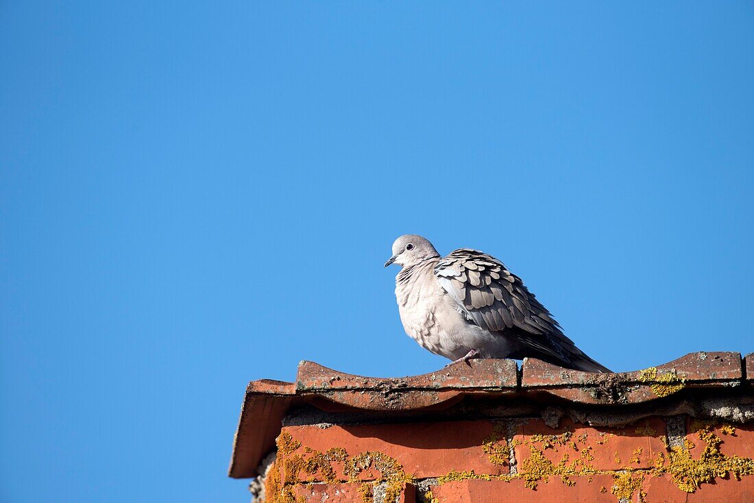 Türkentaube (Streptopelia decaocto) auf einem Dach, Frankreich