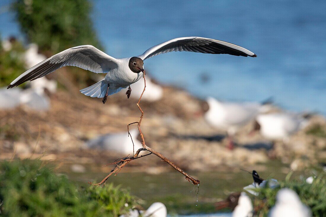 France, Somme, Bay of the Somme, Crotoy Marsh, Le Crotoy, every year a colony of black-headed gulls (Chroicocephalus ridibundus - Black-headed Gull) settles on the islets of the Crotoy marsh to nest and reproduce , the birds carry the branches for the construction of the nest\n