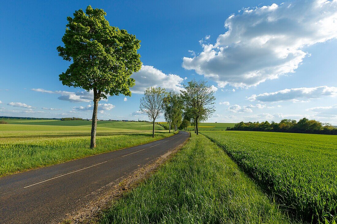 France, Meurthe et Moselle, Thiaucourt Regneville, road in the countryside ,\n