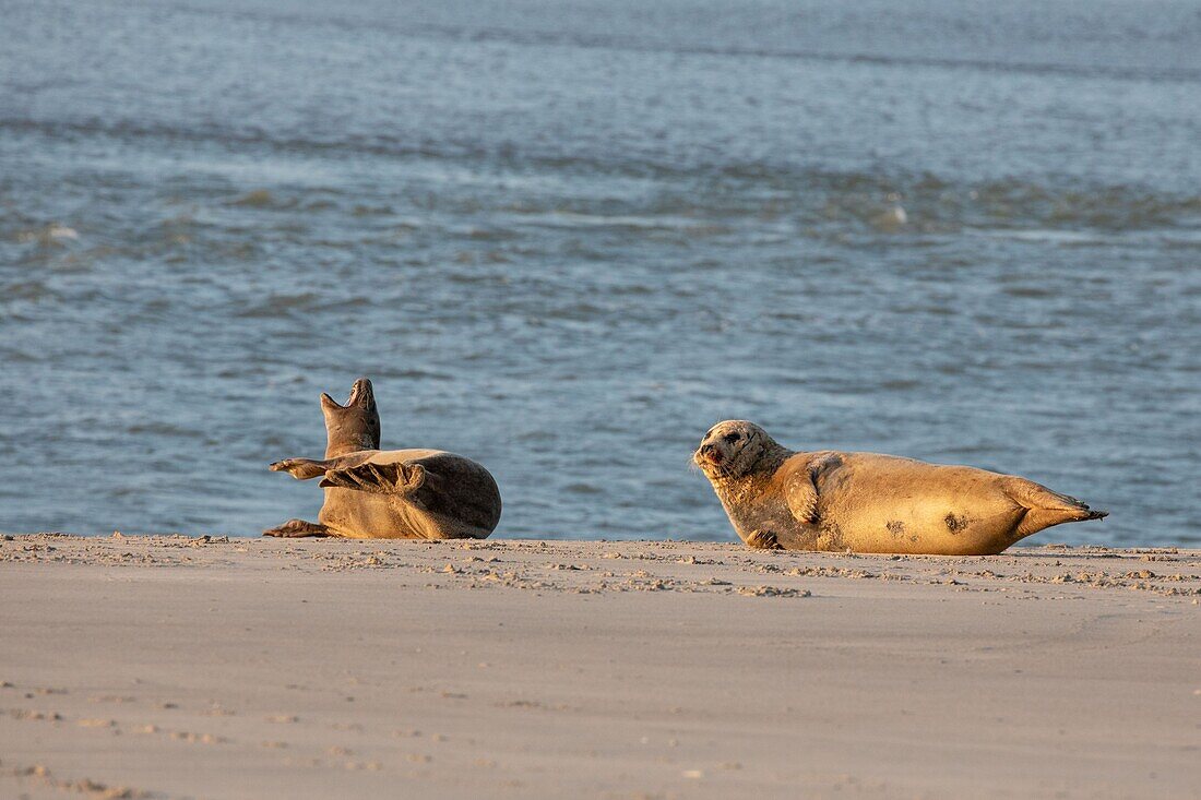 France, Somme, Bay of the Somme, The hourdel, common seals in the channel of the Somme\n