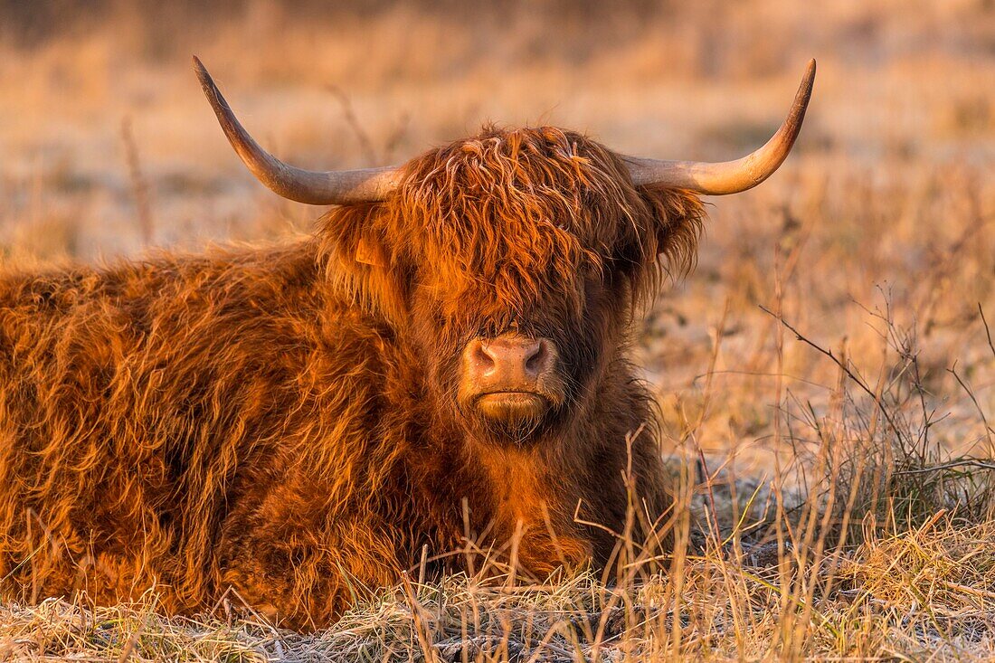 France, Somme, Somme Bay, Crotoy Marsh, Le Crotoy, Highland Cattle (Scottish cow) for marsh maintenance and eco grazing\n