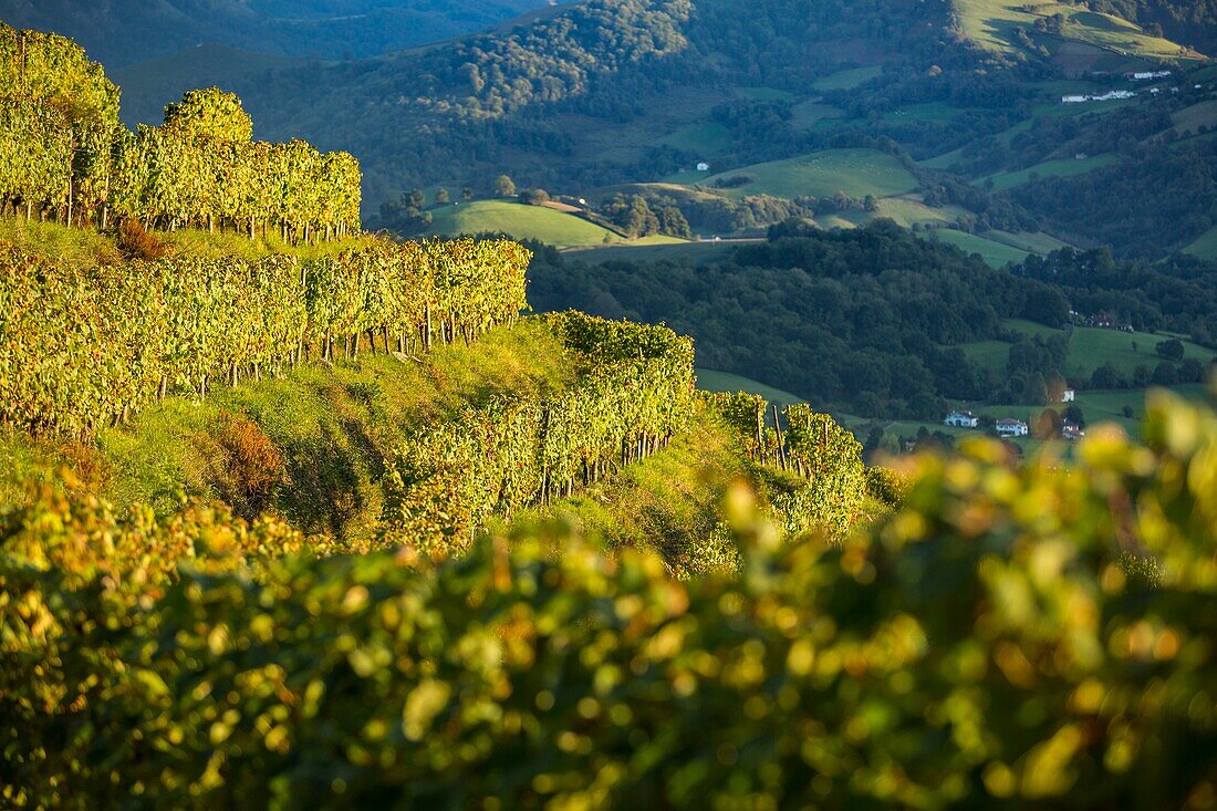 Frankreich, Pyrenäen Atlantique, Baskenland, Saint-Jean-Pied-de-Port, die Weinberge des Weinguts Brana