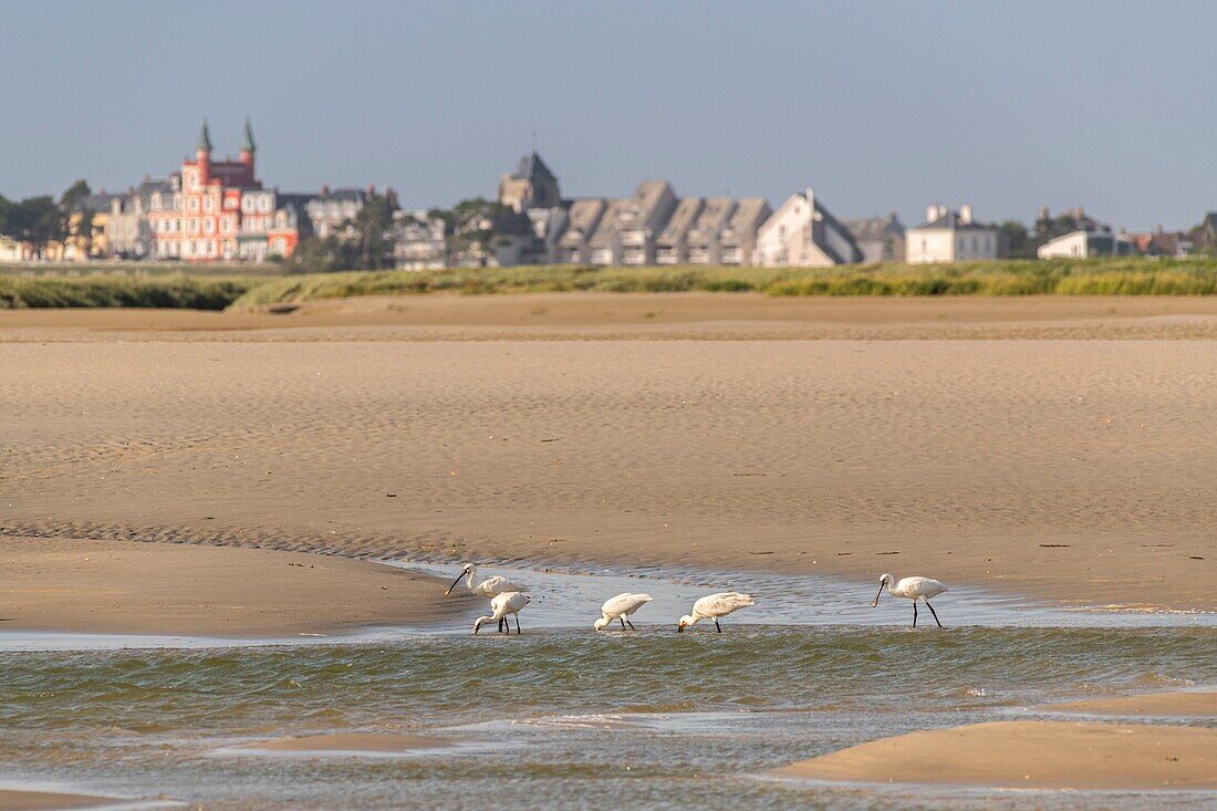 France, Somme, Somme Bay, Saint-Valery-sur-Somme, Cape hornu, Group of Eurasian Spoonbills (Platalea leucorodia) in the channel of the Somme facing Le Crotoy\n