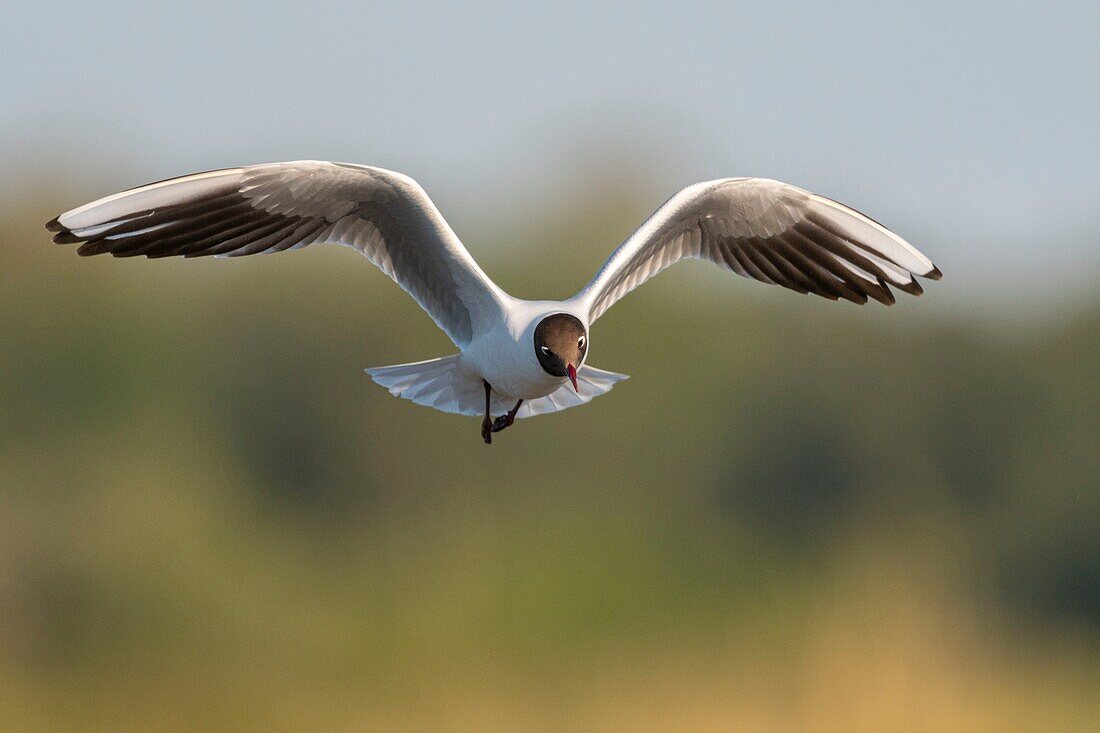 Frankreich, Somme, Somme-Bucht, Crotoy-Sumpf, Le Crotoy, jedes Jahr lässt sich eine Lachmöwenkolonie (Chroicocephalus ridibundus - Lachmöwe) auf den kleinen Inseln des Crotoy-Sumpfes nieder, um zu nisten und sich fortzupflanzen