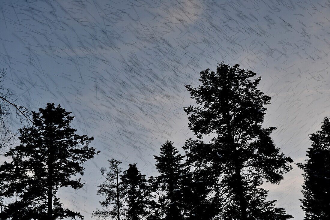 France, Doubs, Swiss border, bird, Chaffinch (Fringilla montifringilla) regrouping in dormitory for the night, concentrated flight\n