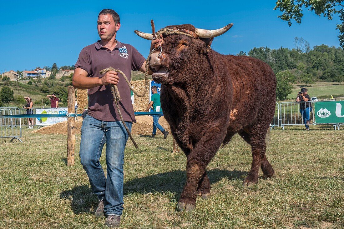 France, Puy de Dome, Saint-Jean-des-Ollières, annual Salers competition, Livradois-Forez Regional Nature Park\n