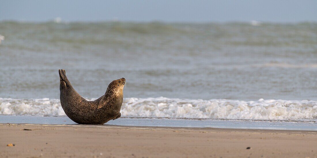 France, Somme, Somme Bay, Le Hourdel, The Hourdel seal colony on the sandbank while strong waves come to flood them\n