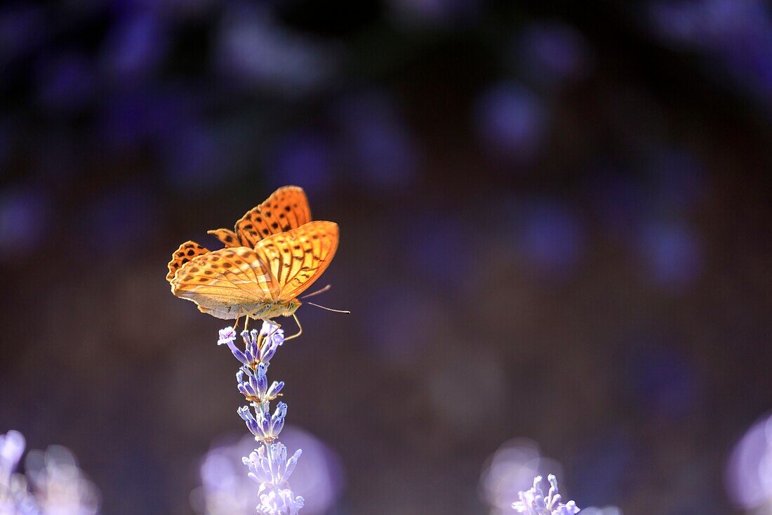 France, Vaucluse, regional natural park of Luberon, Bonnieux, butterfly Silver washed fritillary (Argynnis paphia) on a strand of lavender in bloom\n