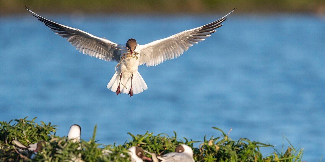 France, Somme, Baie de Somme, Le Crotoy, The marsh of Crotoy welcomes each year a colony of Black-headed Gull (Chroicocephalus ridibundus - Black-headed Gull) which come to nest and reproduce on islands in the middle of the ponds, seagulls then chase materials for the construction of nests\n