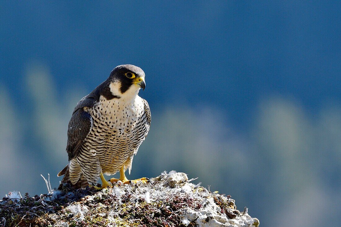 Frankreich, Doubs, Vogel, Raubvogel, Wanderfalke (Falco peregrinus) auf einer Klippe des Haut Doubs im Frühling