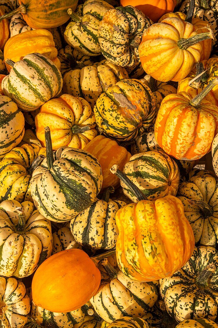 France, Somme, Quend-Plage, Squash Patidou (Sweet dumpling) on the stall of a market gardener in Quend\n