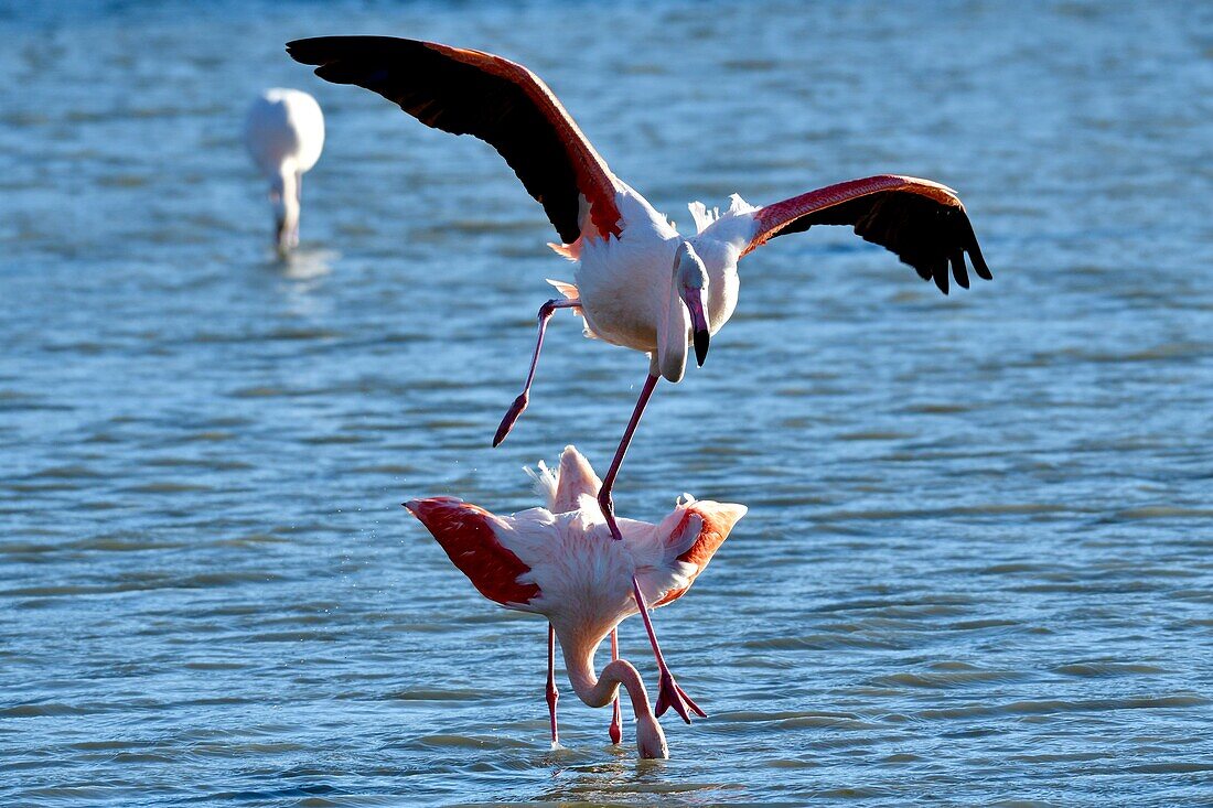 France, Bouches du Rhone, Camargue, Pont de Gau reserve, Pink flamingos (Phoenicopterus roseeus), mating\n