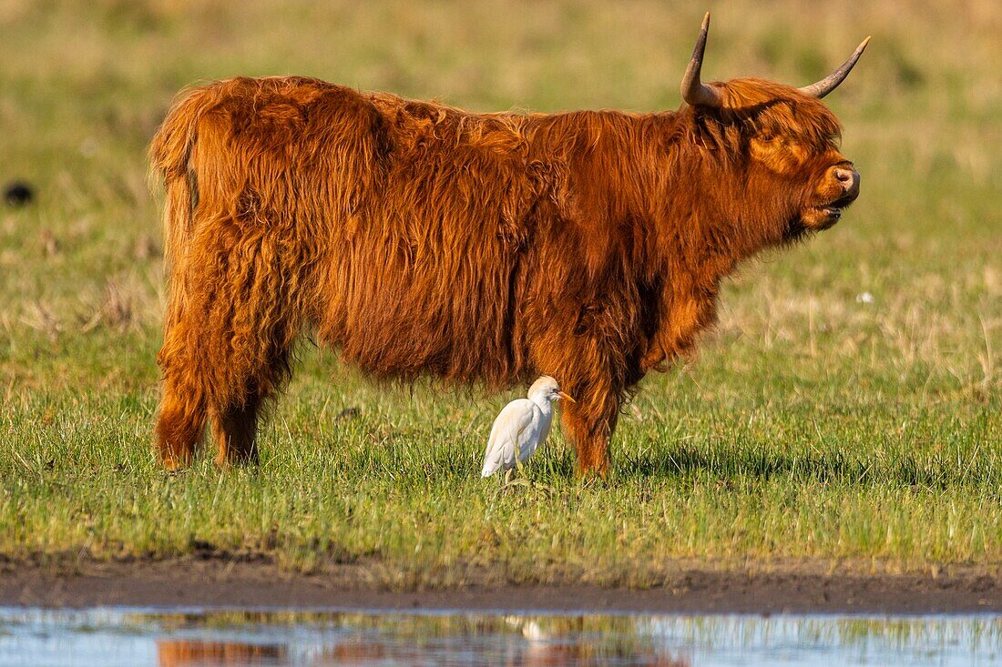 France, Somme, Baie de Somme, Le Crotoy, Scottish Highland Cattle and Western Cattle Egret\n