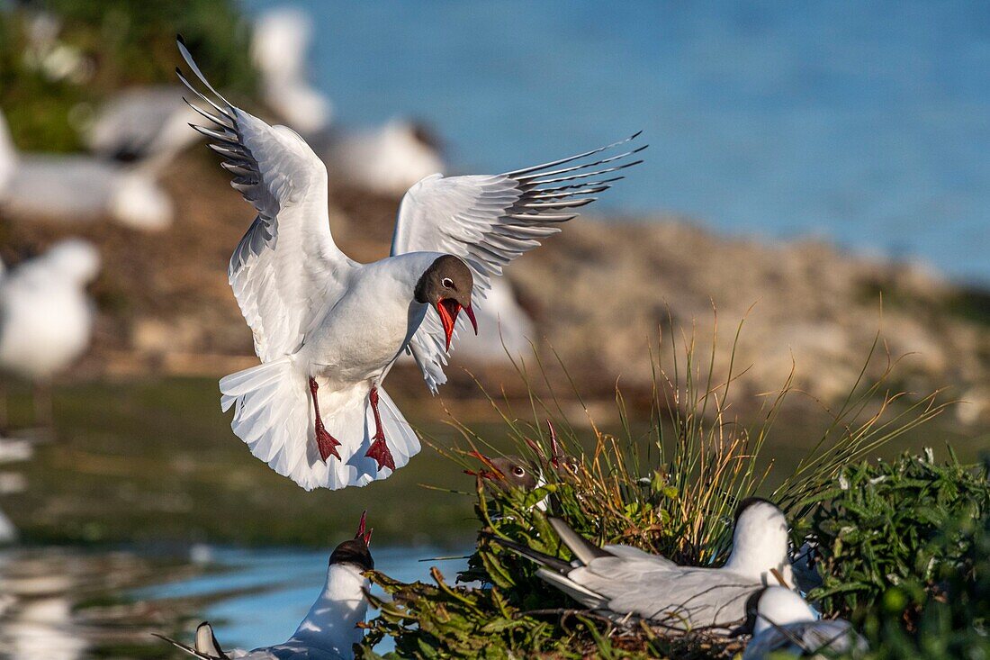 France, Somme, Bay of the Somme, Crotoy Marsh, Le Crotoy, every year a colony of black-headed gulls (Chroicocephalus ridibundus - Black-headed Gull) settles on the islets of the Crotoy marsh to nest and reproduce\n