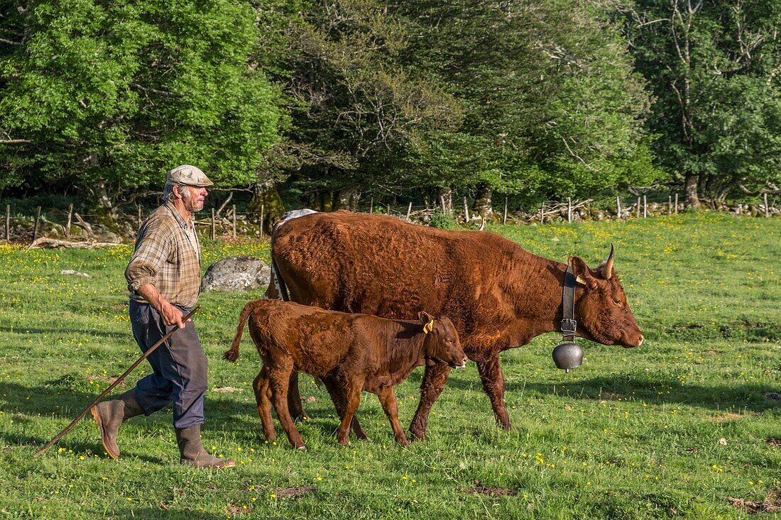 France, Puy de Dome, Chastreix, Remi Fargeix and his Salers cows, Parc Naturel Regional des Volcans d'Auvergne (Regional Nature Park of Auvergne Volcanoes), Massif du Sancy, Natural Reserve of Vallee de la Fontaine Salee\n