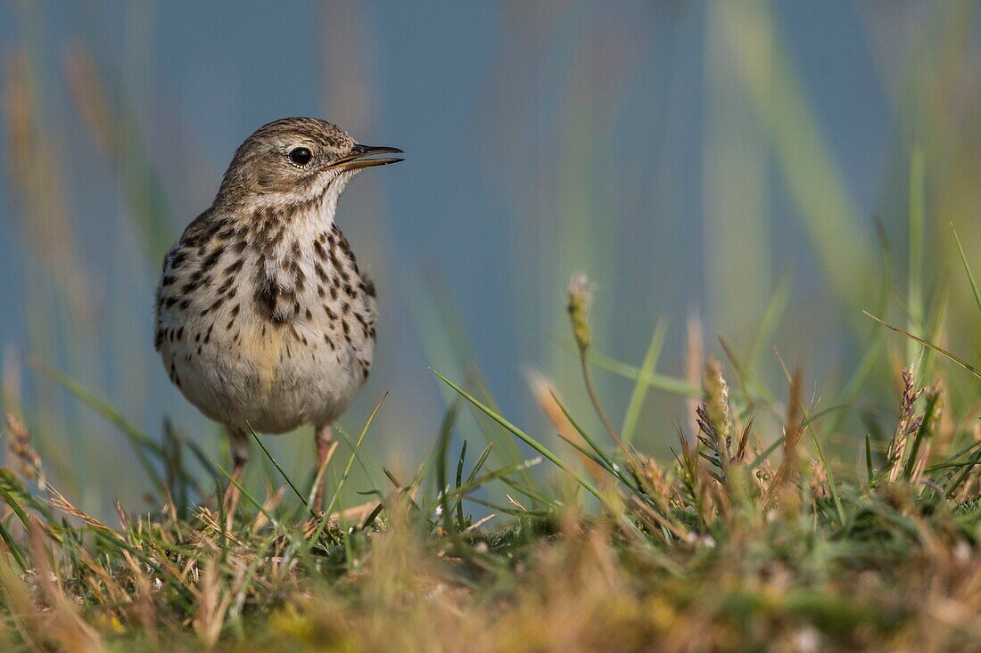 France, Somme, Baie de Somme, Cayeux sur Mer, The Hable d'Ault, Meadow Pipit (Anthus pratensis)\n