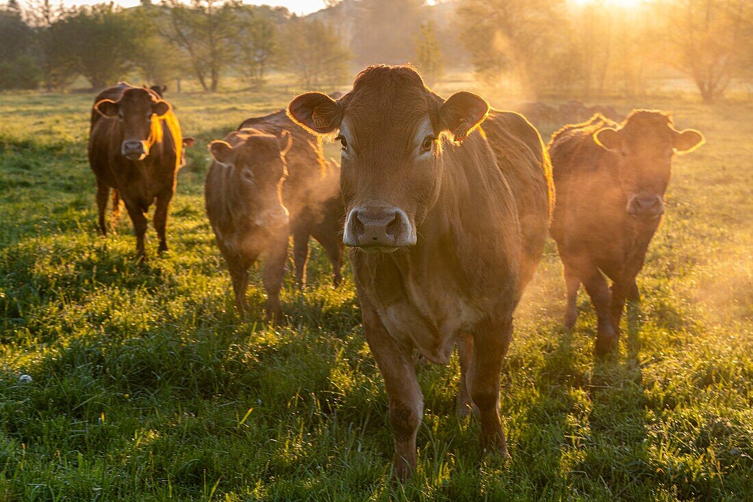 France, Ardennes, Carignan, Limousin cow grazing in front of the pile of smoking manure in the early morning\n