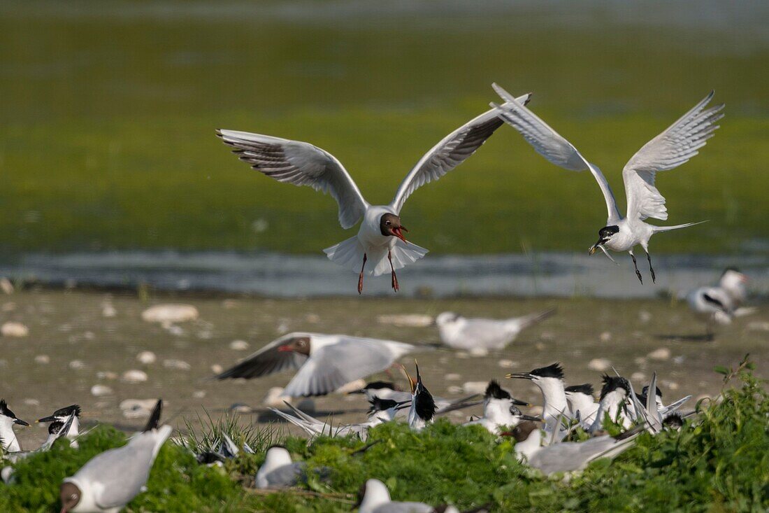 France, Somme, Somme Bay, Ault, Cayeux sur mer, Ault Hâble, Caugek Tern colony (Thalasseus sandvicensis Sandwich Tern) set up for breeding, one of the partners brings in fish as an offering or to feed the one who is smoldering but the terns are harassed by the seagulls that steal them a considerable part of their fishing\n