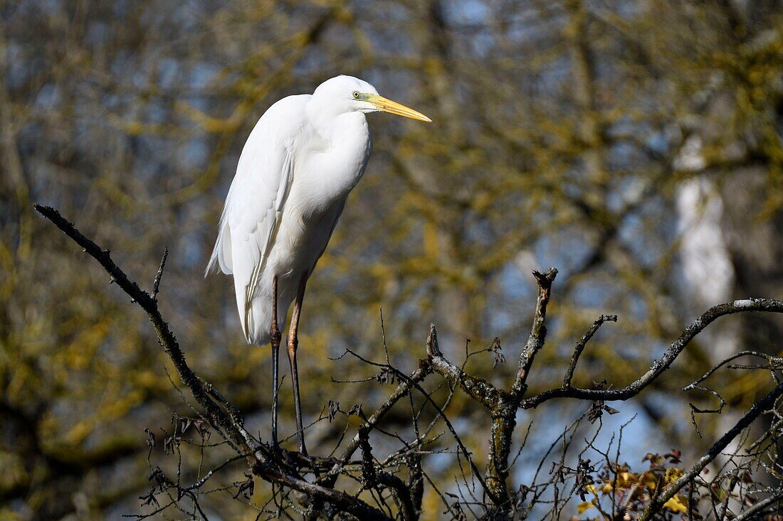 France, Haut Rhin, Small Alsatian Camargue, Great Egret (Ardea alba) perched on the branch of a tree\n
