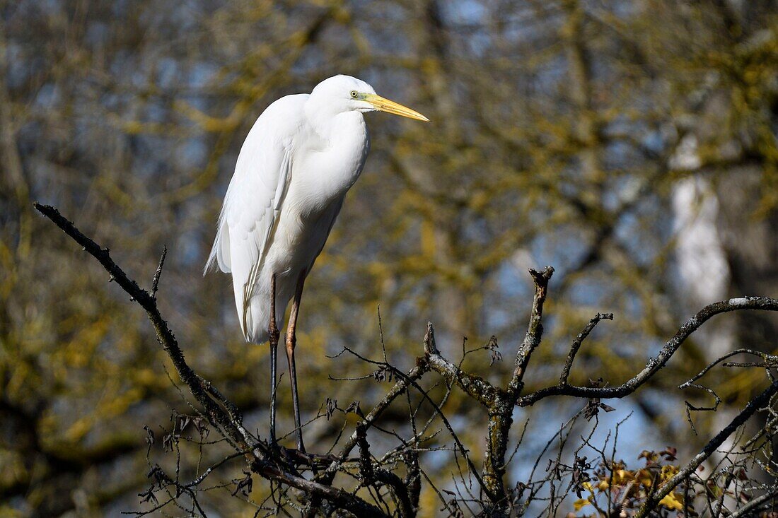 Frankreich, Haut Rhin, Kleine elsässische Camargue, Silberreiher (Ardea alba) auf dem Ast eines Baumes sitzend