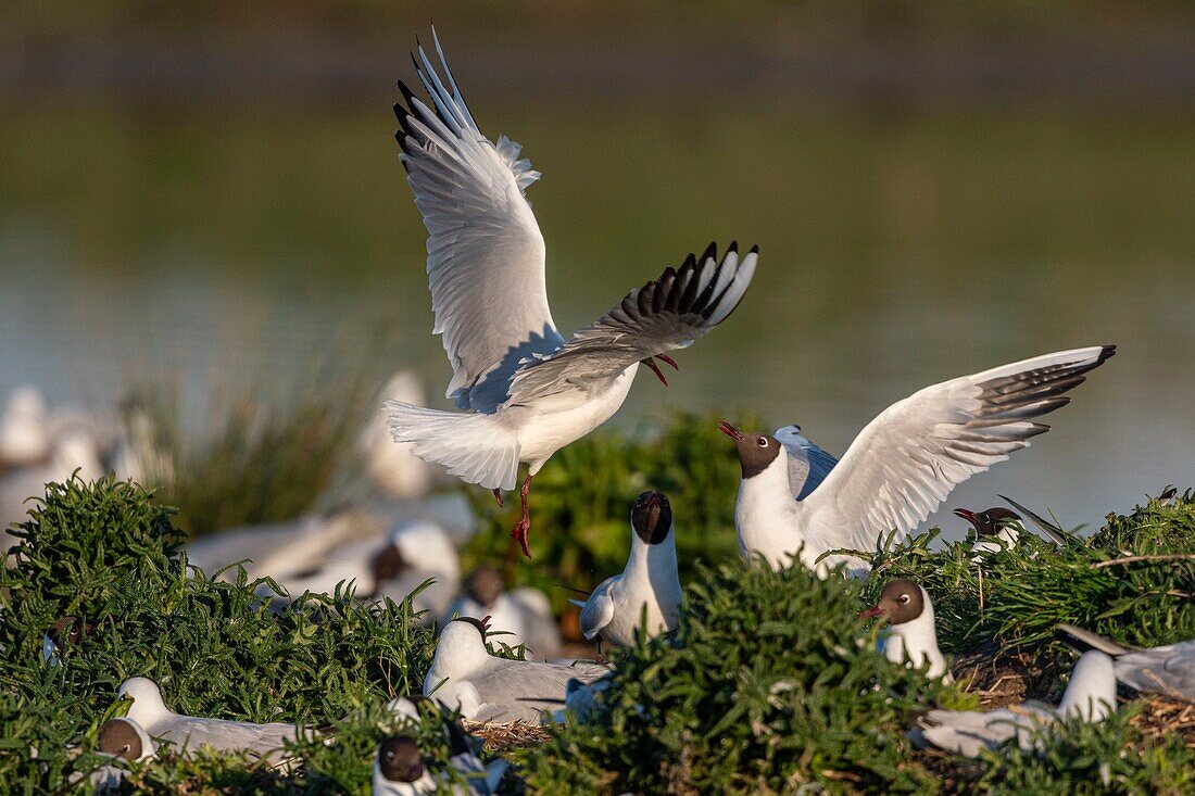 France, Somme, Bay of the Somme, Crotoy Marsh, Le Crotoy, every year a colony of black-headed gulls (Chroicocephalus ridibundus) settles on the islets of the Crotoy marsh to nest and reproduce , conflicts are then frequent\n