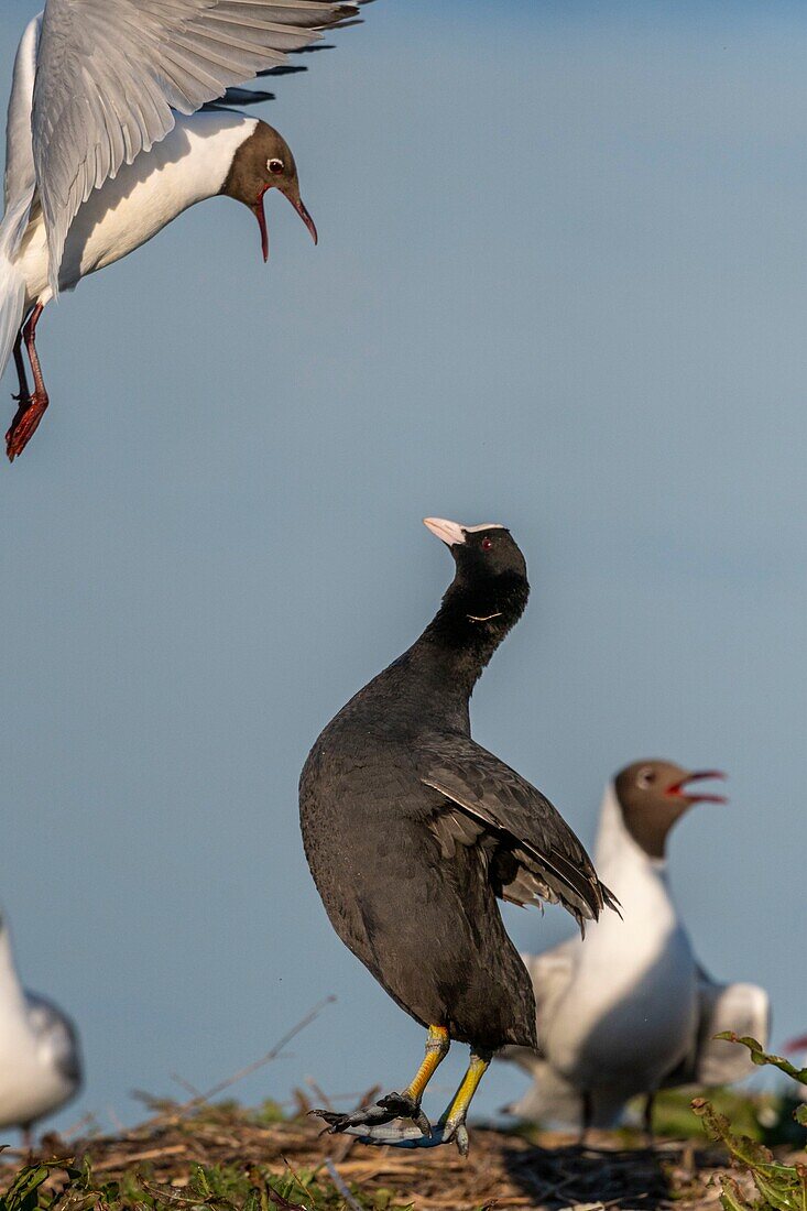 Frankreich, Somme, Somme-Bucht, Crotoy-Sumpf, Le Crotoy, jedes Jahr lässt sich eine Lachmöwenkolonie (Chroicocephalus ridibundus) auf den kleinen Inseln des Crotoy-Sumpfes nieder, um dort zu nisten und sich fortzupflanzen, es kommt dann häufig zu Konflikten, vor allem, wenn ein Blässhuhn beschließt, an der gleichen Stelle zu nisten