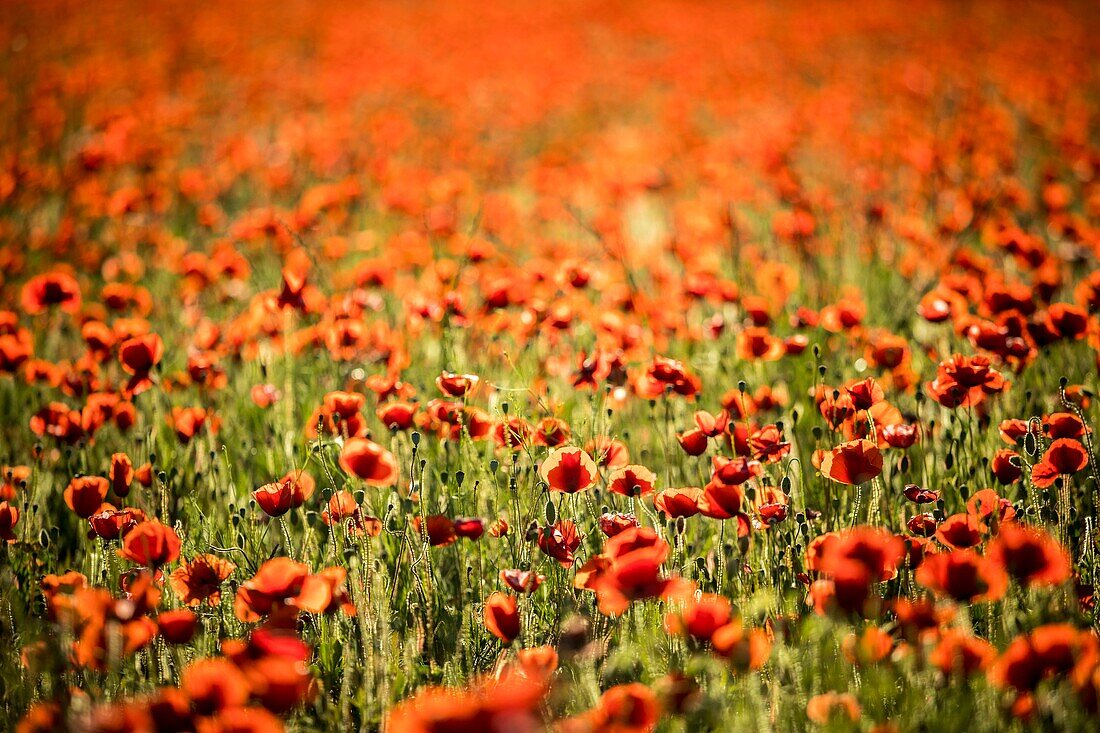 Frankreich, Bouches du Rhône, Pays d'Aix, Grand Site Sainte-Victoire, Beaurecueil, Mohnfeld (Papaver rhoeas)