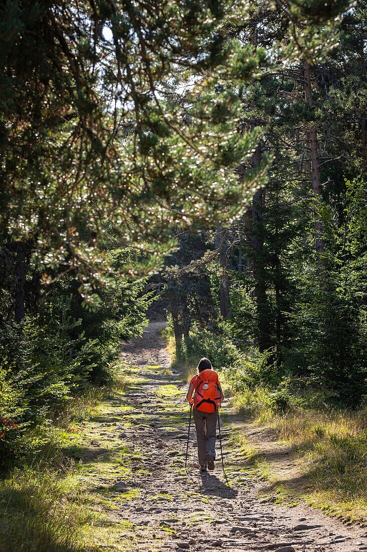 Frankreich, Haute-Loire, Umgebung von Chanaleilles, Wanderung entlang der Via Podiensis, einer der französischen Pilgerwege nach Santiago de Compostela oder GR 65