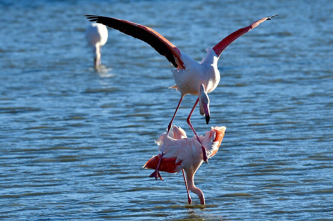 Frankreich, Bouches du Rhone, Camargue, Naturschutzgebiet Pont de Gau, Rosa Flamingos (Phoenicopterus roseeus), bei der Paarung