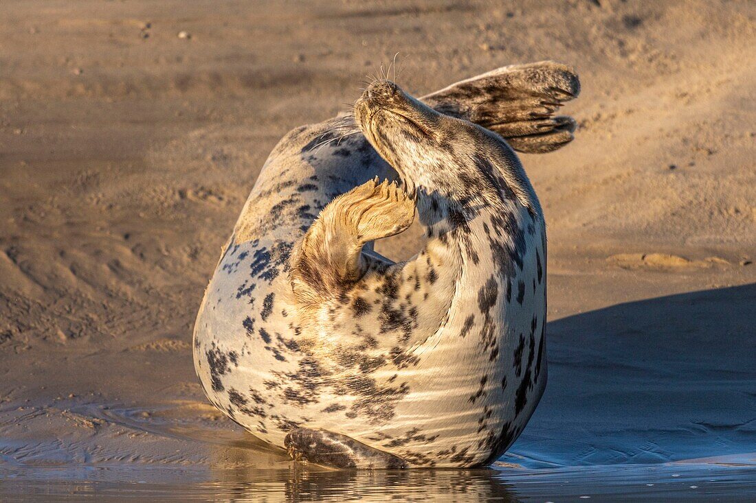 Frankreich, Pas de Calais, Opalküste, Berck sur Mer, Kegelrobbe (Halichoerus grypus), Robben sind heute eine der Haupttouristenattraktionen in der Somme-Bucht und an der Opalküste